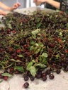 Cherry Jam (Vişne Reçeli) 1