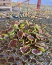 Fig Chips